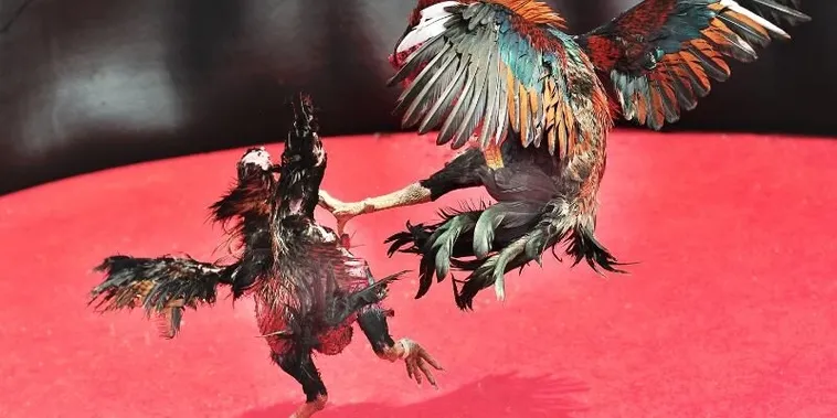 Bí Kíp Làm Chủ Cách Chơi Đá Gà Sabong Tại AE6789 Cực Cuốn Hút Dành Cho Kê Thủ 1 Bí Kíp Làm Chủ Cách Chơi Đá Gà Sabong Tại AE6789 Cực Cuốn Hút Dành Cho Kê Thủ