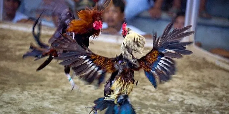 Bí Kíp Làm Chủ Cách Chơi Đá Gà Sabong Tại AE6789 Cực Cuốn Hút Dành Cho Kê Thủ 2 Bí Kíp Làm Chủ Cách Chơi Đá Gà Sabong Tại AE6789 Cực Cuốn Hút Dành Cho Kê Thủ